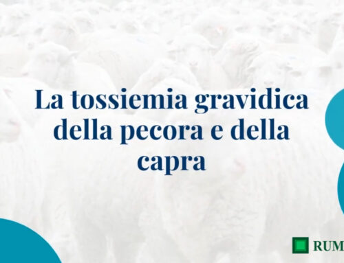 Focus: la tossiemia gravidica della pecora e della capra