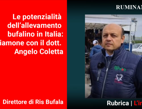 Le potenzialità dell’allevamento bufalino in Italia: intervista a Angelo Coletta